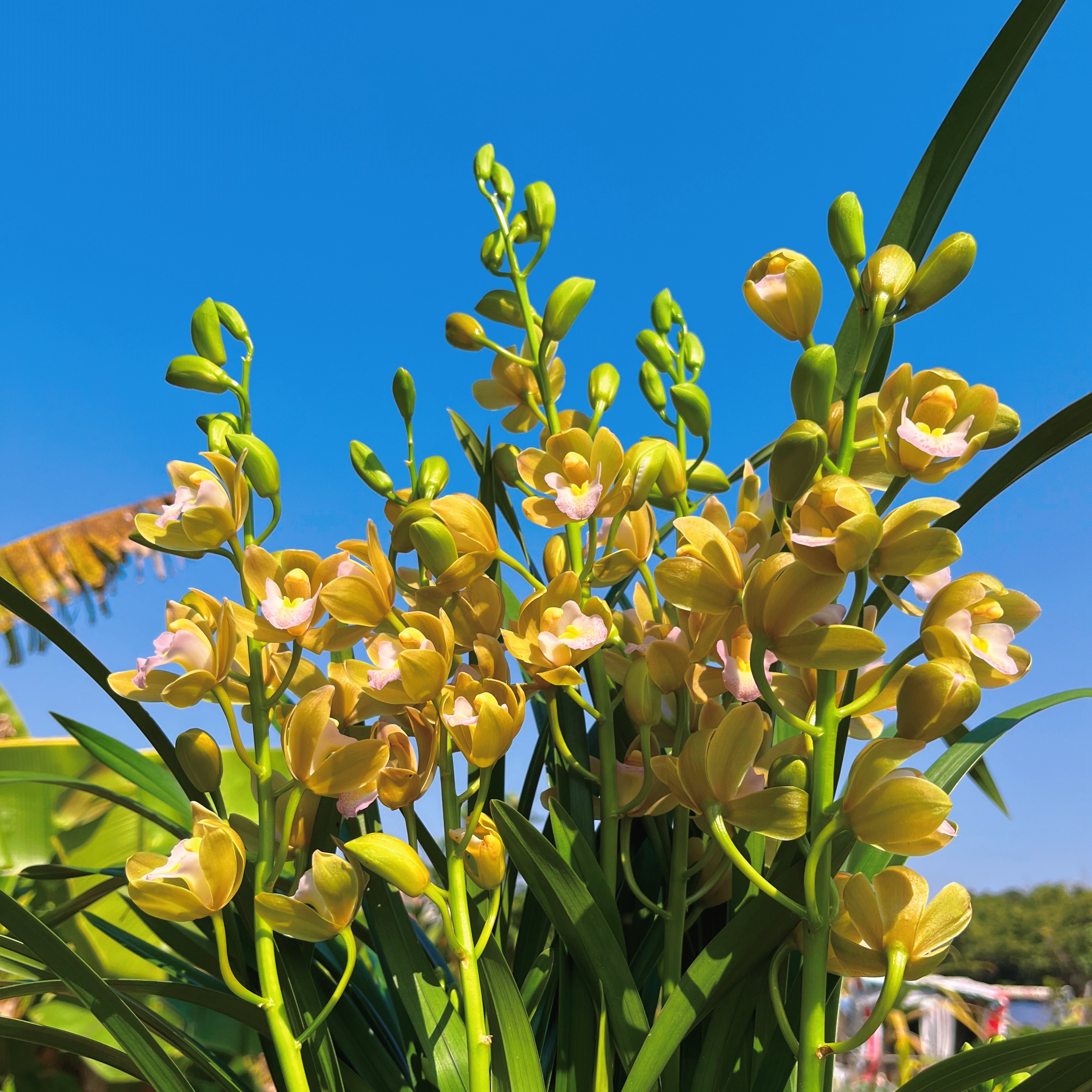 鲜花盆栽兰花蕙兰香兰带花苞水果香糖果味浓郁好易养活绿植盆栽,鲜花速递/花卉仿真/绿植园艺,国兰/杂交兰/洋兰类,淘宝优惠券,粉丝福利购,淘宝优惠卷