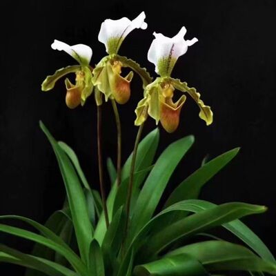 兰花盆栽青蛙兜兰大青蛙兜办公室桌面阳台盆栽盆景绿植洋兰花好养