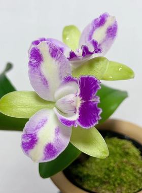 【卡特兰】花卉盆栽洋兰绿精灵幽香好养易活室内客厅绿色高端绿植