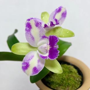 【卡特兰】花卉盆栽洋兰绿精灵幽香好养易活室内客厅绿色高端绿植