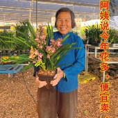 兰花盆栽蕙兰樱花兰花苗四季 绿植花卉室内办公室清香粉红花好养活