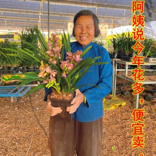 兰花盆栽蕙兰樱花兰花苗四季绿植花卉室内办公室清香粉红花好养活