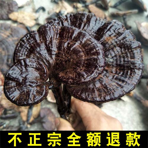 贵州野生灵芝干货特级黑紫芝
