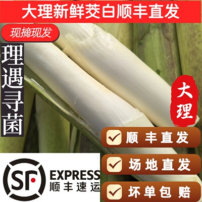 云南大理新鲜茭白现摘现发农家高山冷水茭白脆嫩清甜 顺丰直发