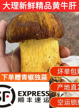 云南大理黄牛肝黄濑头
