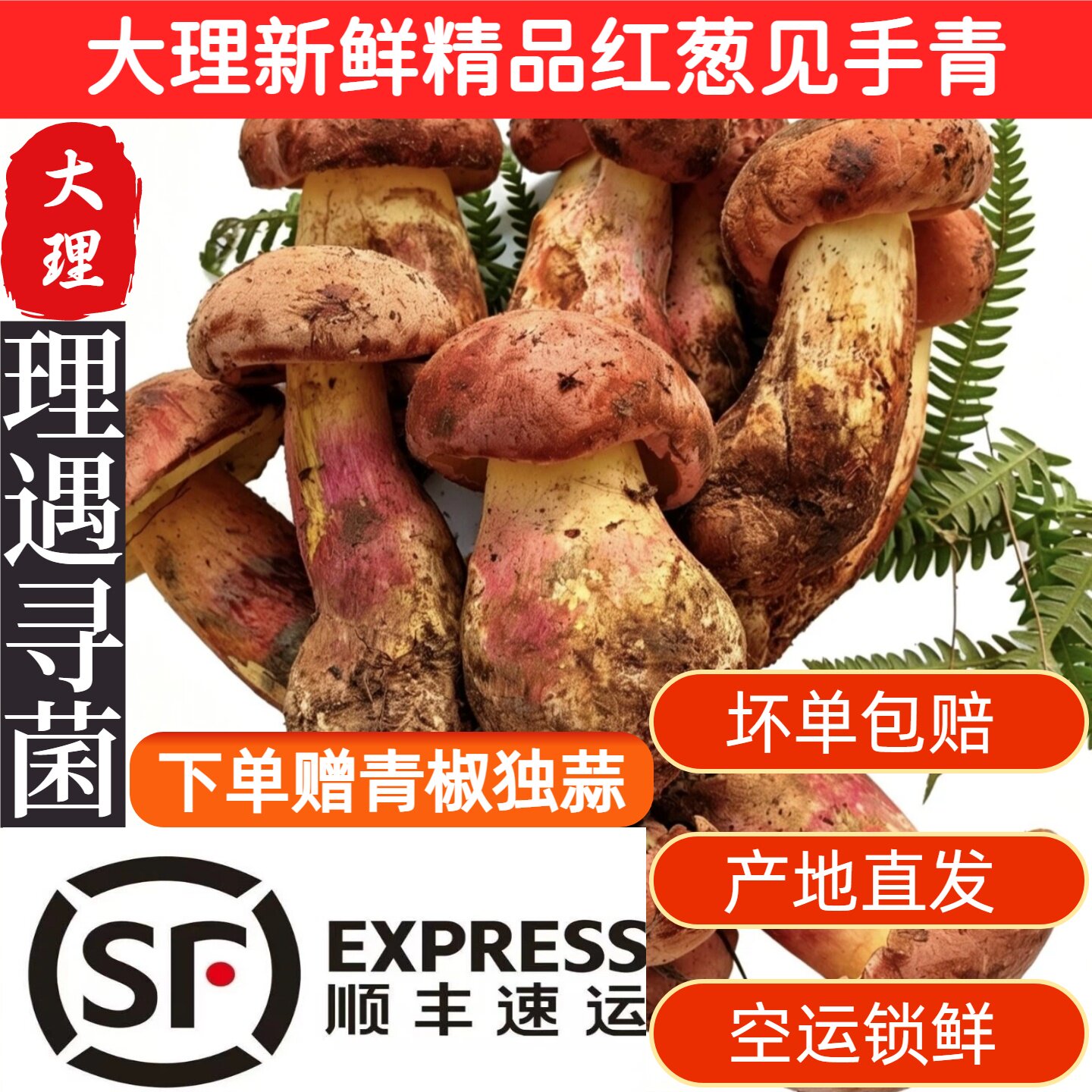 云南野生菌红葱牛肝菌变色蘑菇