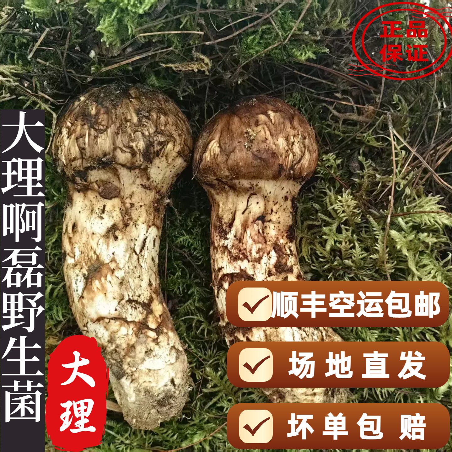 2025大理凤仪镇浓香脆甜5-15野生松茸新鲜松茸特产出口级不开伞。_虎窝淘