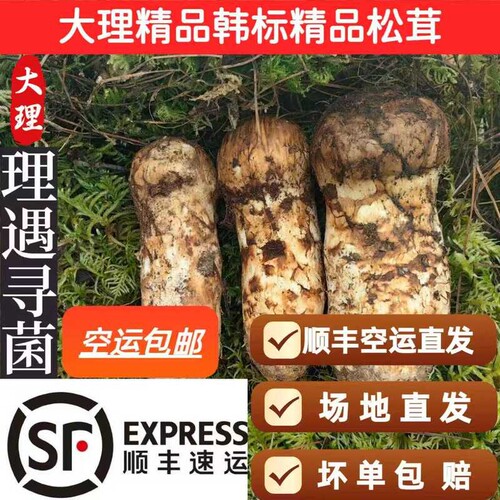 大理新鲜松茸中秋礼盒空运次日达