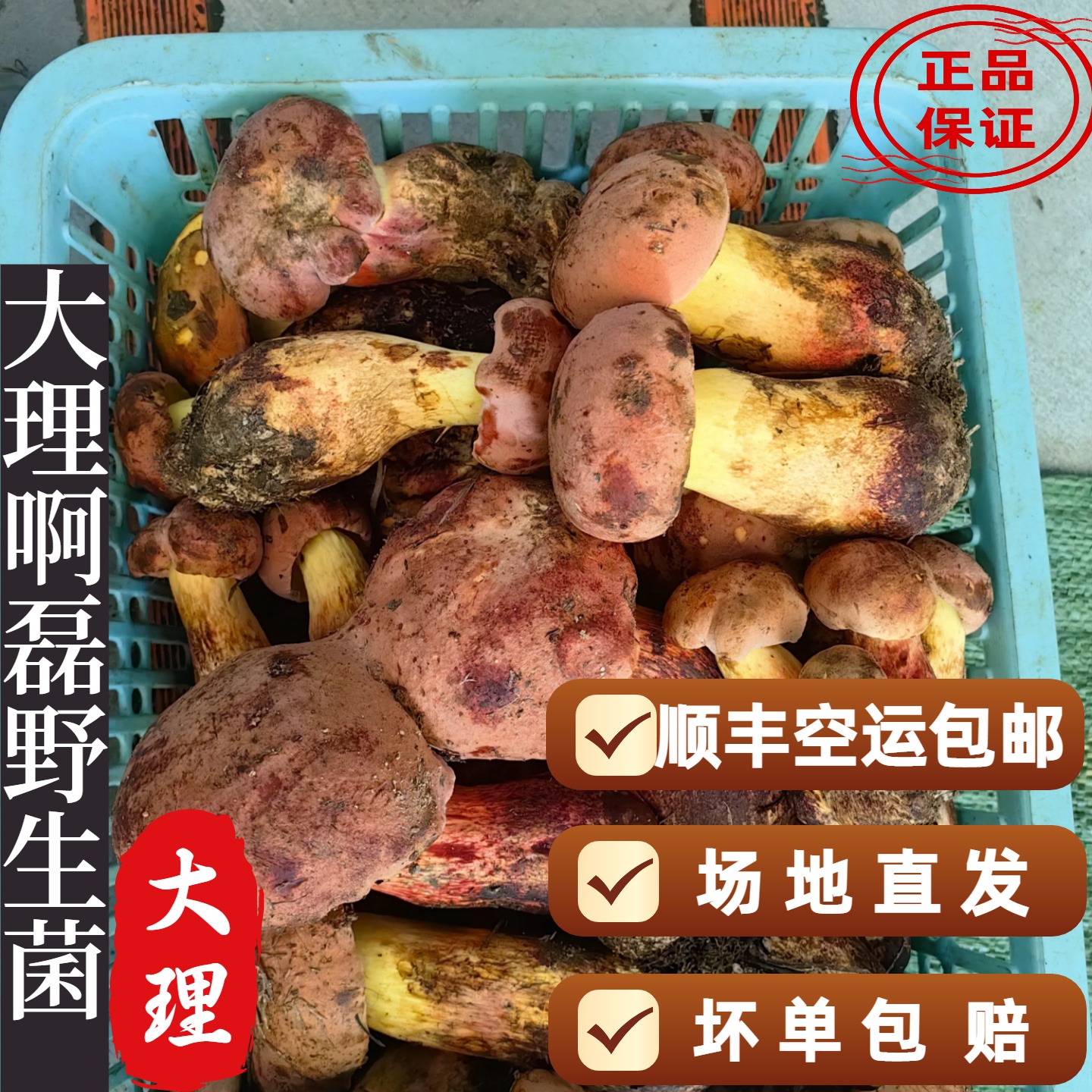 云南野生菌红葱牛肝菌变色蘑菇