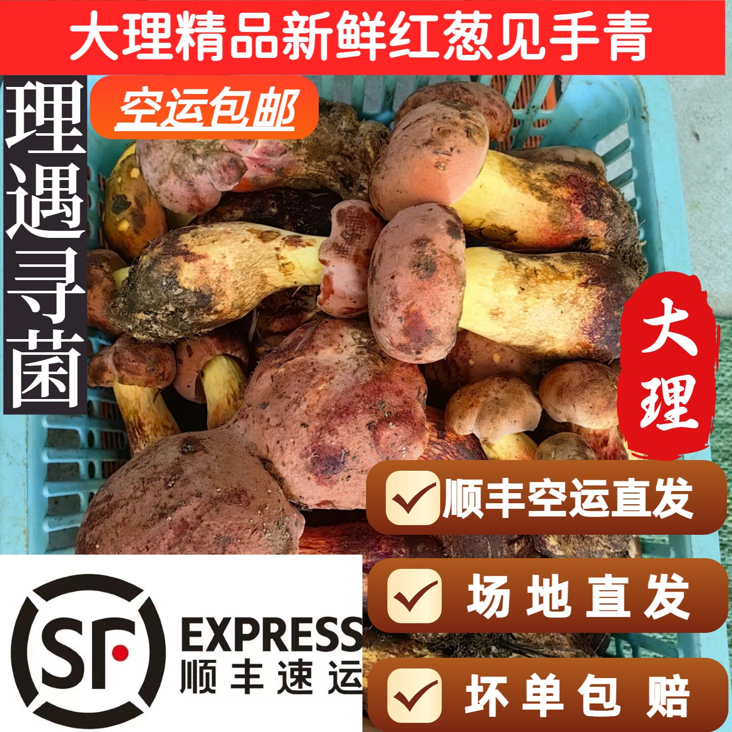 云南野生菌红葱牛肝菌变色蘑菇