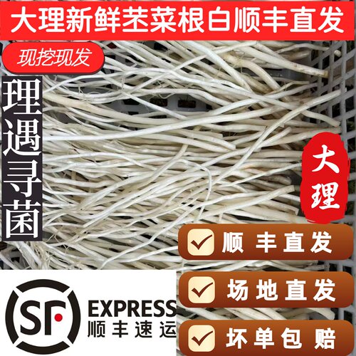 大理顺丰直发新鲜撇菜根瓦味配料纯须不带彩头佤味苤菜根不带菜头