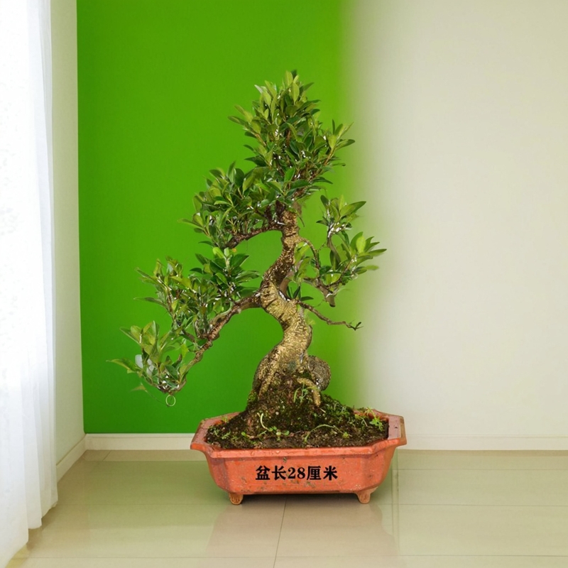 榕树台湾虎皮榕S型悬崖临水型办公绿植花卉盆景盆栽