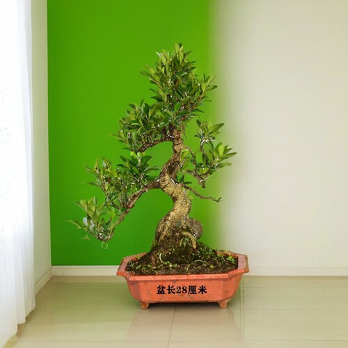 榕树台湾虎皮榕S型悬崖临水型办公绿植花卉盆景盆栽