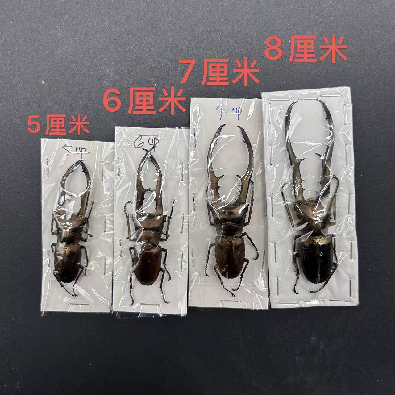 美它利弗细身锹甲真昆虫甲虫标本素材手工创意小众礼物科普摆件