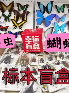 锹甲兜虫盲盒福袋标本素材手工创意小众礼物科普摆件A1/A-