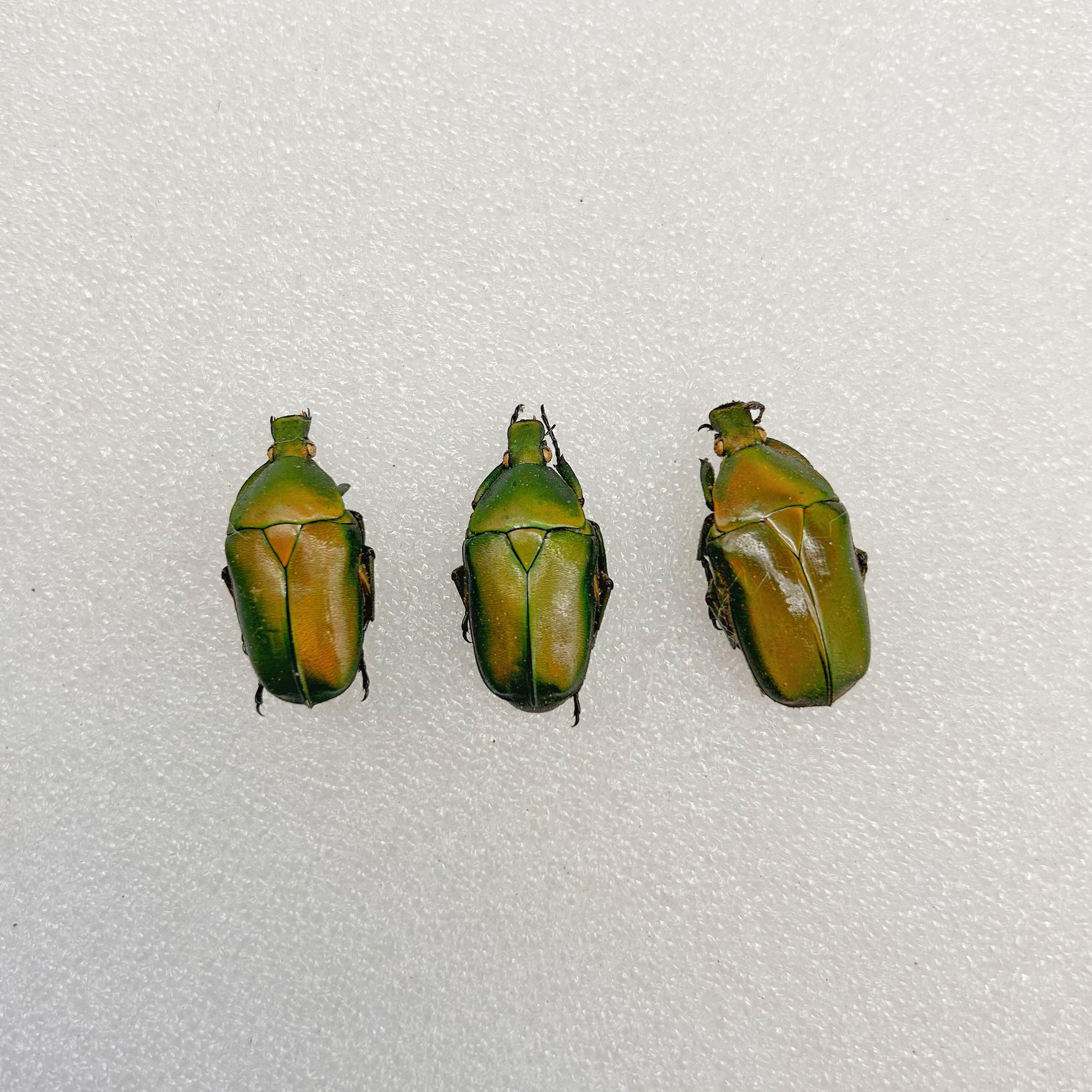 罗花金龟真昆虫甲虫标本素材手工创意小众礼物科普教具收藏小朋友