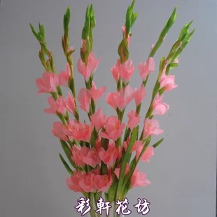 仿真花剑兰苍兰假花西洋牡丹昌兰节节高跳舞兰蔷薇花康乃馨长枝花