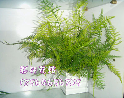 仿真文竹铜钱草多肉小植物波斯草