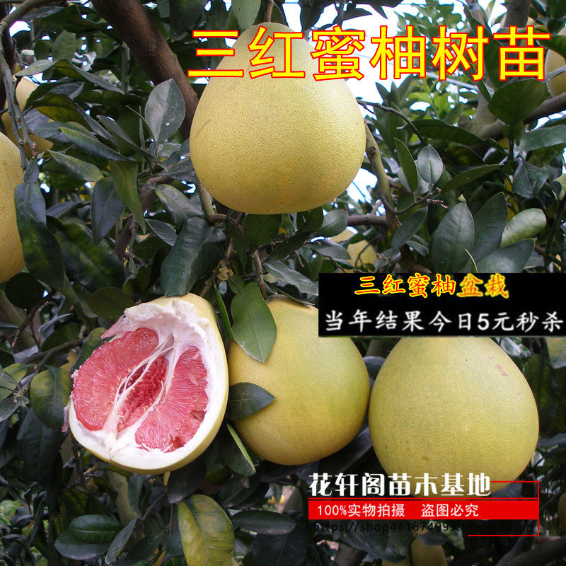 文旦柚苗木价格 文旦柚苗木图片 星期三