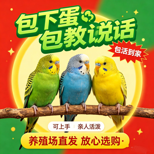 【养殖场直发】高智商虎皮鹦鹉鸟真鸟幼仔可教说话繁殖下蛋宠物鸟
