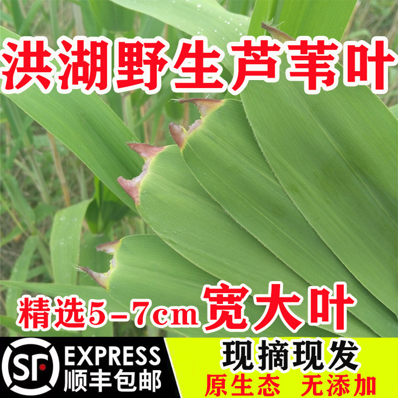 洪湖新鲜粽叶芦苇叶大号野生农家现摘顺丰包粽子专用叶子端午批发