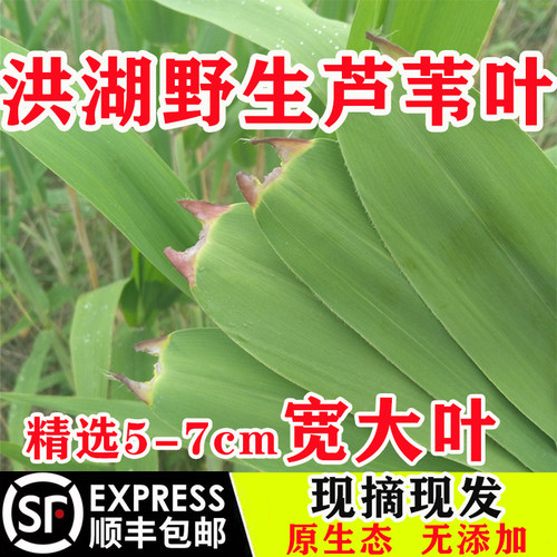 洪湖新鲜粽叶芦苇叶大号野生农家现摘顺丰包粽子专用叶子端午批发
