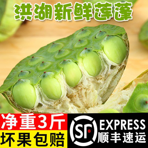 洪湖新鲜莲蓬生吃现摘嫩莲蓬甜嫩孕妇水果莲蓬即食莲子米顺丰包邮