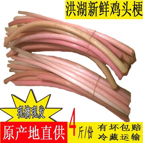 鸡头梗新鲜湖北农家菜洪湖特产蔬菜非藕尖芡实梗刺梗生吃凉拌菜