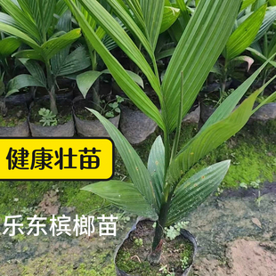 海南乐东槟榔苗琼中小槟榔树要大量来园产地直发好苗种带胶杯包邮