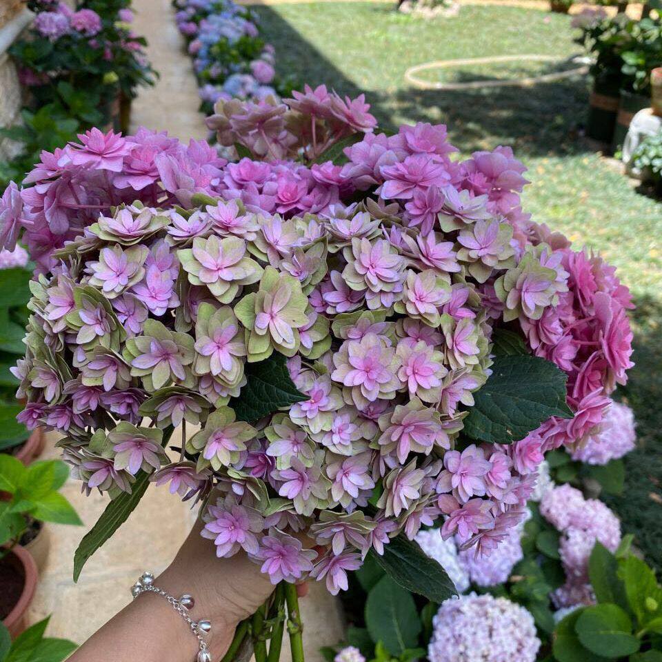 复古腔调 重瓣绣球花 盆栽扦插苗(现货) 全店3棵包邮