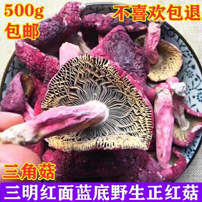 福建蓝底红菇野生菌月子菇