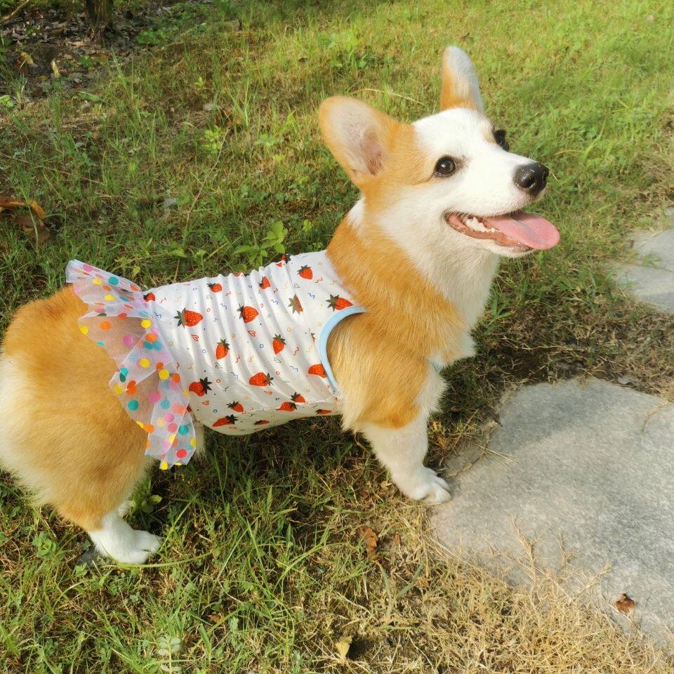 狗狗清凉透气法斗柯基宠物衣服春夏季薄款公主白色草莓冰丝半身裙