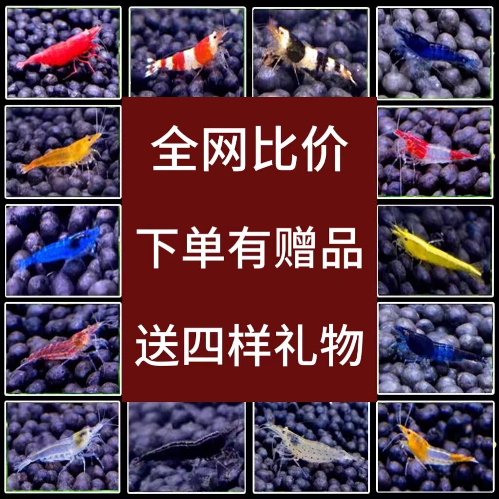 观赏虾活体淡水虾鱼缸清洁虾除藻虾极火蓝丝绒樱花黑壳水晶虾包邮