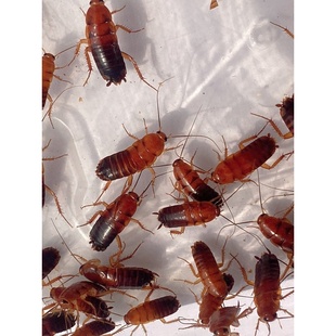 樱桃红蟑螂 0.3-3cm爬宠蜘蛛守宫 树蛙 蚂蚁食物 龙鱼增色高蛋白