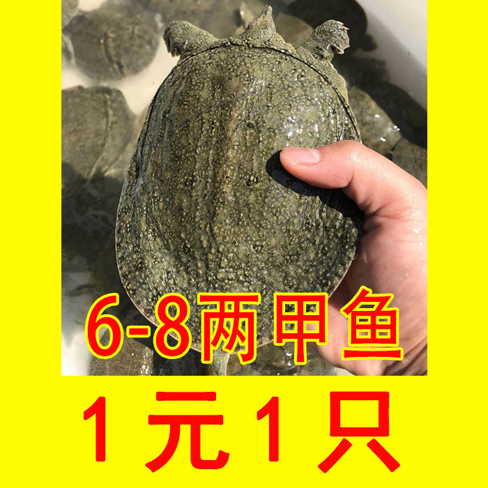 外塘甲鱼苗活体小甲鱼童子鳖放养养殖放生鳖半斤水鱼团鱼甲鱼食材 - 实物图