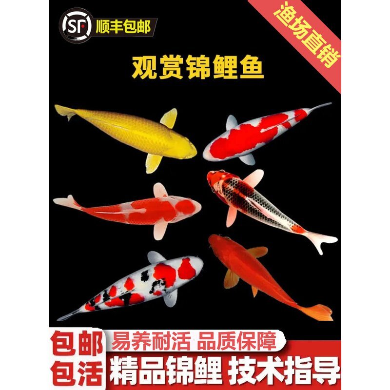 纯种红白三色观赏锦鲤活鱼大型高档冷水淡水金鱼易养耐活招财鱼苗