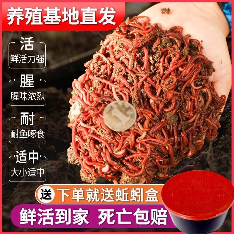 蚯蚓活饵鲜活小号大号特大野钓钓鱼1斤大红散装盒装红虫鱼饵饵料图片