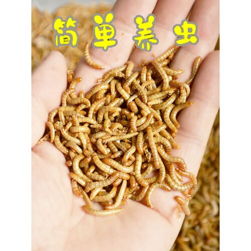 面包虫活虫黄粉虫活体活食物宠物零食鹦鹉鸟饲料虫仓鼠龙鱼乌龟粮