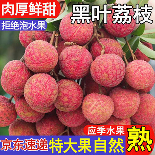 福建漳州乌石黑叶荔枝新鲜现摘现发乌叶老树大果应季水果整箱批发