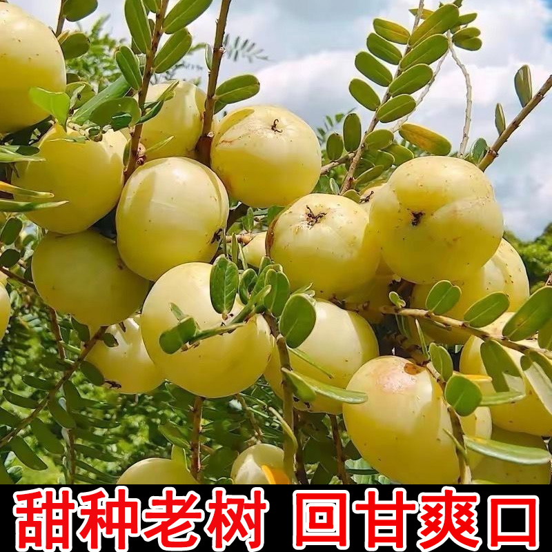 甜种油甘果余甘果产地直发