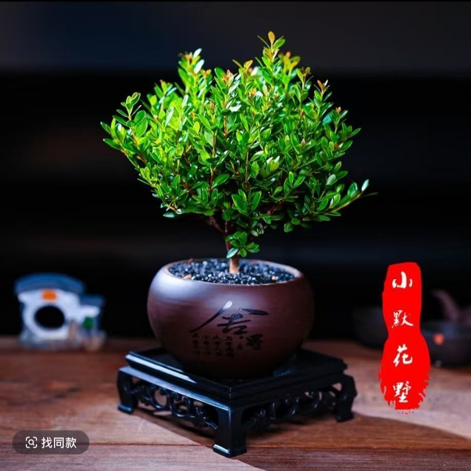 小叶赤楠老桩盆景室内好养