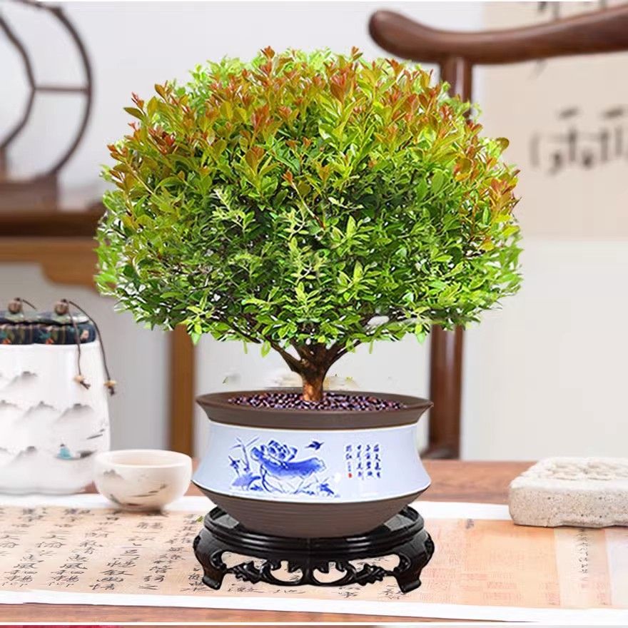 小叶赤楠老桩盆景植物花卉绿植