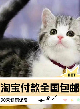 纯种美短猫活体虎斑猫矮脚猫标斑小猫活物宠物猫咪美短加白起司猫