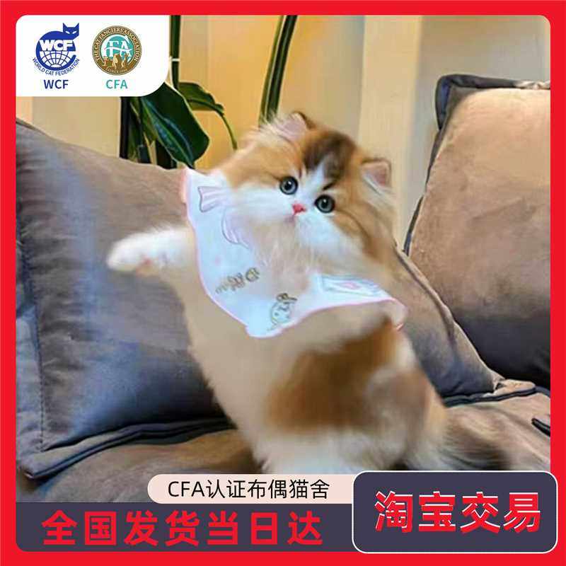 拿破仑矮脚猫幼猫金三花银白金加白米努特长毛幼崽纯种宠物猫猫咪