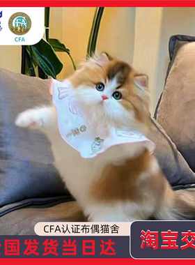 拿破仑矮脚长毛幼猫血统证