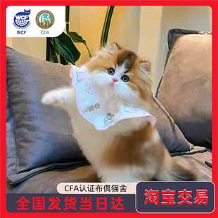 拿破仑矮脚猫幼猫金三花银白金加白米努特长毛幼崽纯种宠物猫猫咪