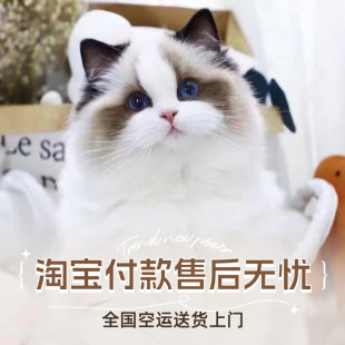 纯种布偶猫幼猫长毛蓝双海双蓝眼睛重点布偶活体宠物猫咪海山双赛
