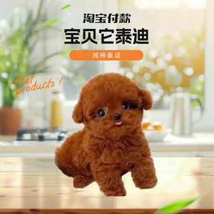 宝贝它纯种泰迪幼犬长不大的茶杯泰迪犬贵宾犬灰泰迪幼犬宠物