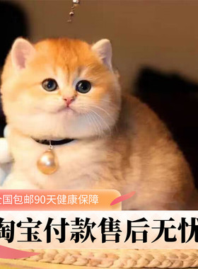 英短金渐层幼猫血统ny12宠物猫舍矮脚猫蓝金渐层猫咪长毛小猫活物