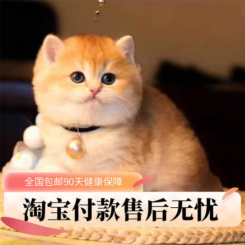 全国包邮纯种健康幼猫淘宝付款
